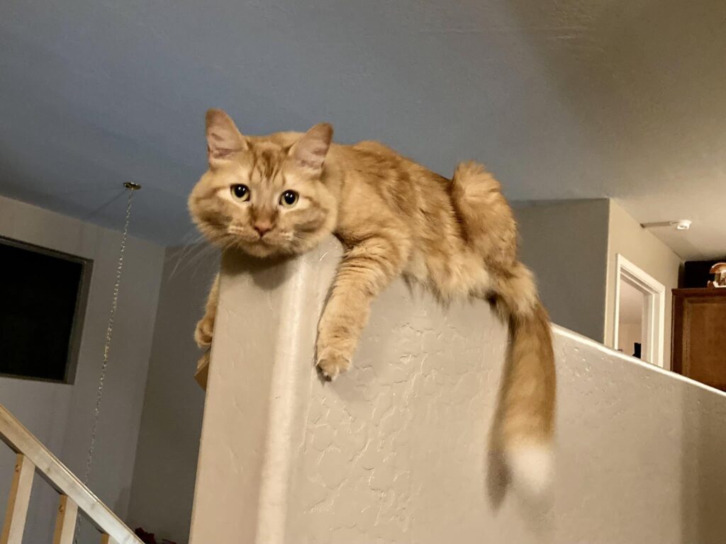 Ginger cat laying on low interior wall looking at camera